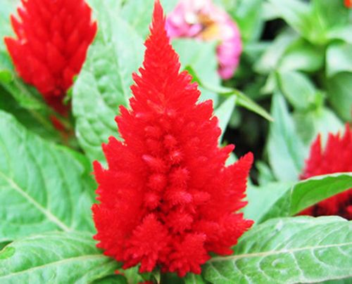 50 Red Seeds Celosia Cristata Ornamental Garden